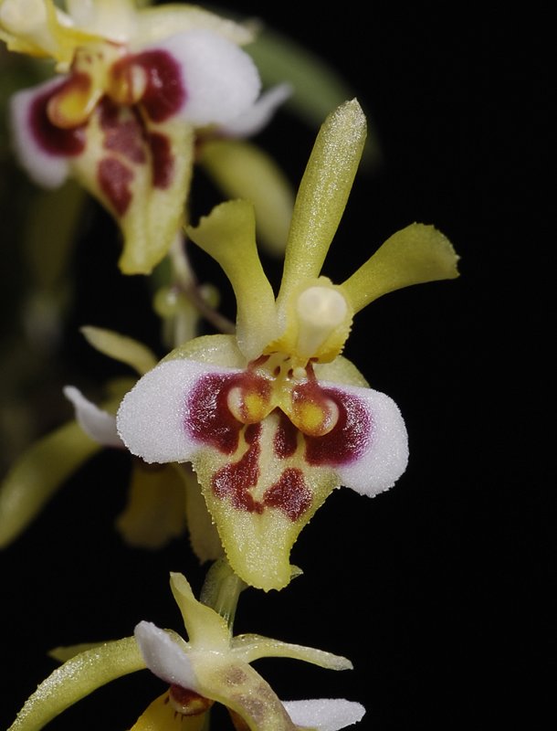 Chytroglossa marileoniae. Close up.