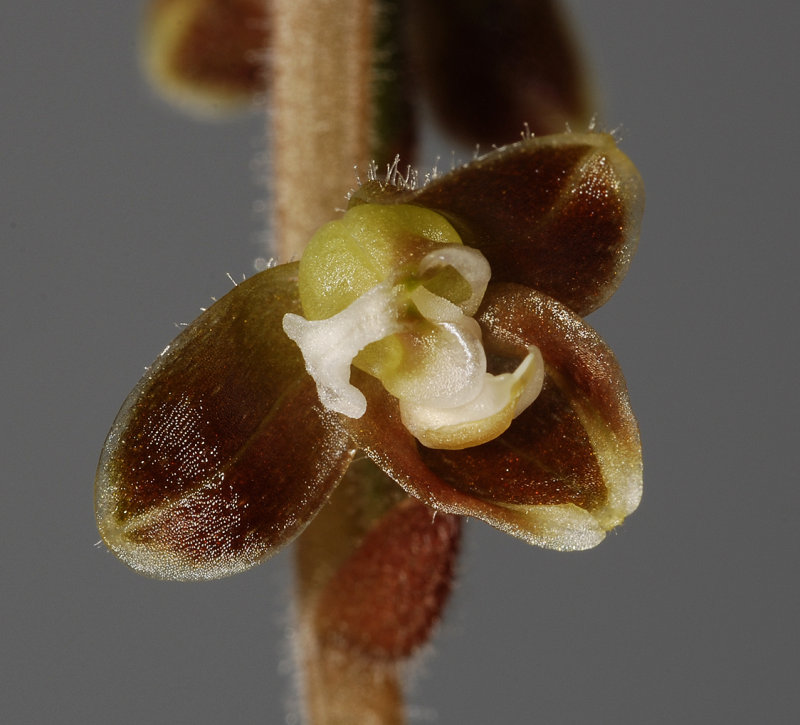 Macodes celebica. (Plant courtesy of Jac. Wubben)