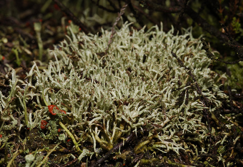 Cladonia uncialis.