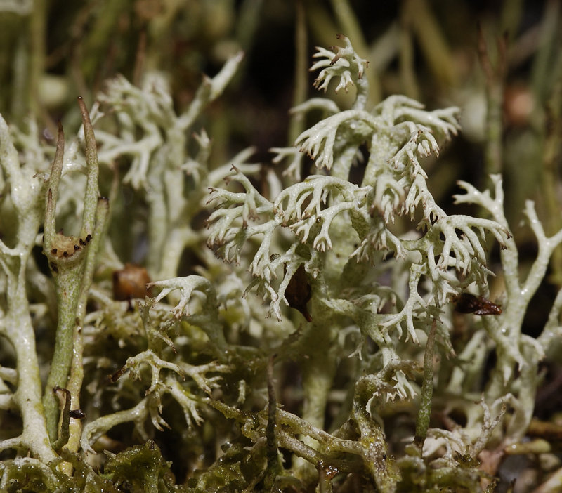 Cladonia arbuscula.