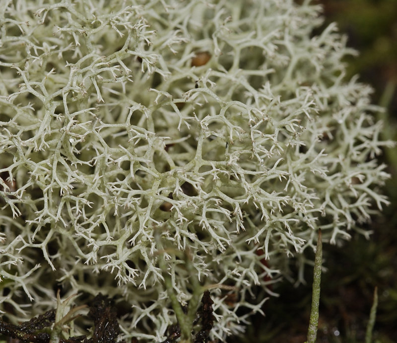Cladonia portentosa. Close-up.