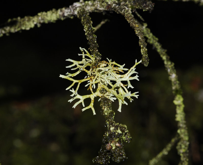 Evernia prunastri