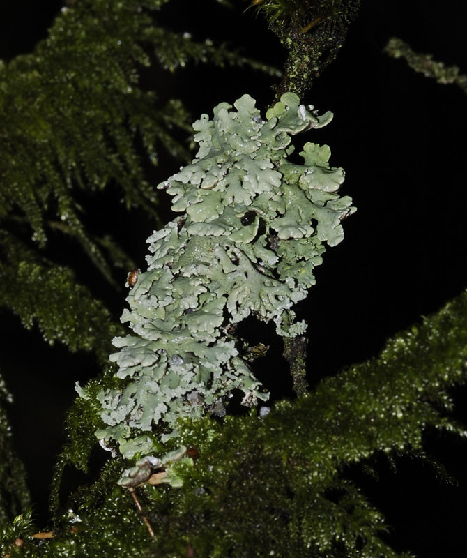 Hypogymnia physodes.