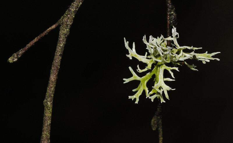Evernia prunastri