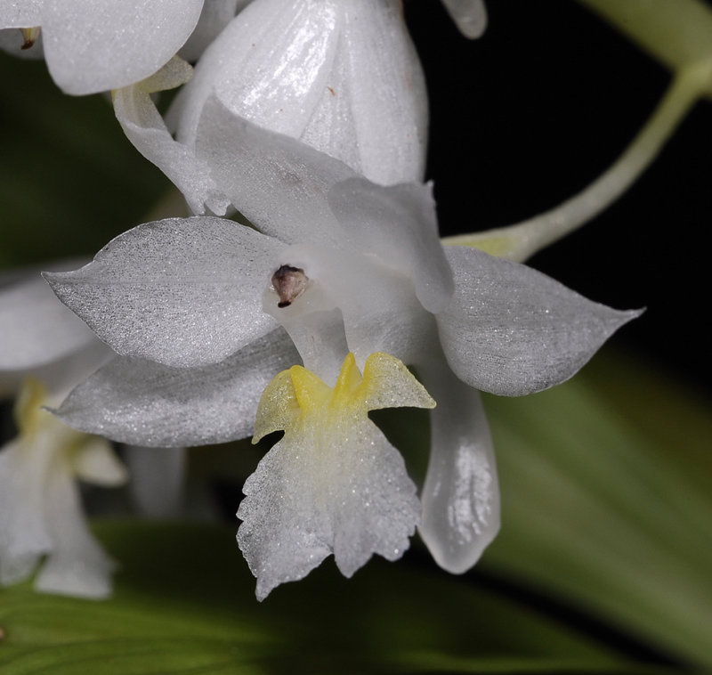 Calanthe angustifolia side Close-up. (Plant courtesy of Jac Wubben)