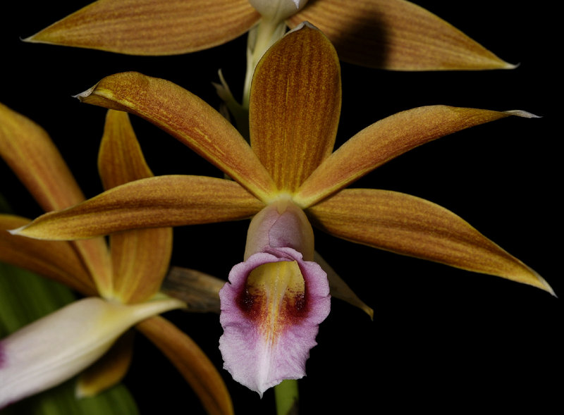 Phaius tankervilliae. close-up. (Plant courtesy of Jac Wubben)