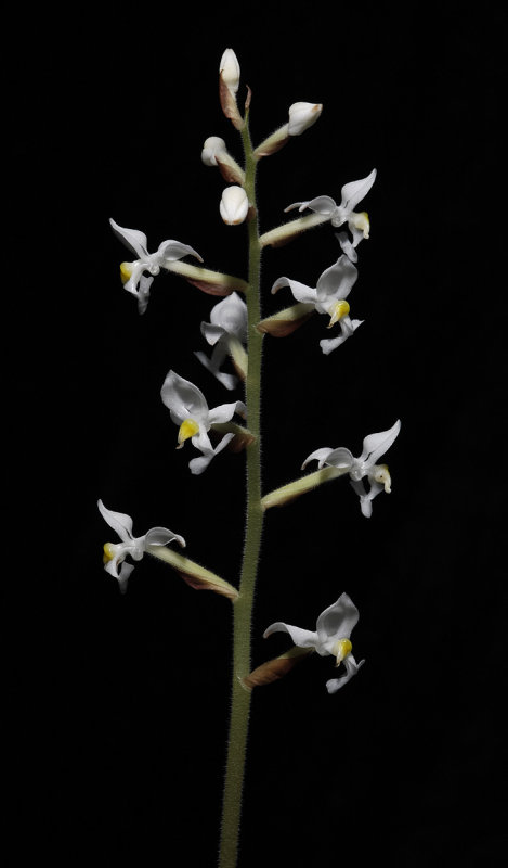 Ludisia discolor spike. (Plant courtesy of Jac. Wubben)