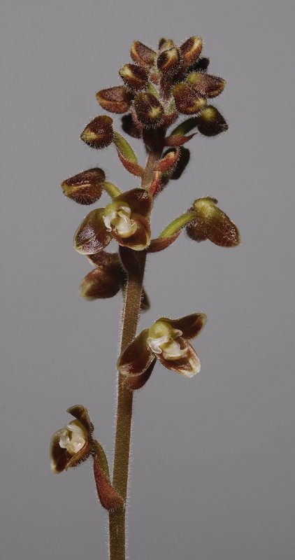 Macodes celebica spike. (Plant courtesy of Jac. Wubben)