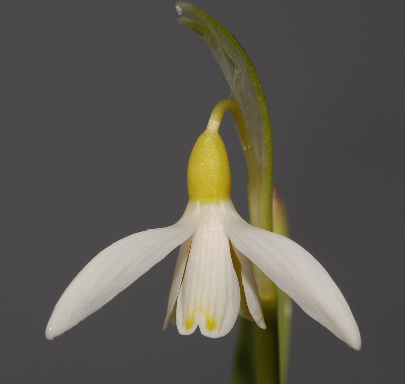 Galanthus nivalis yellow  (Sandersii group) Close-up.
