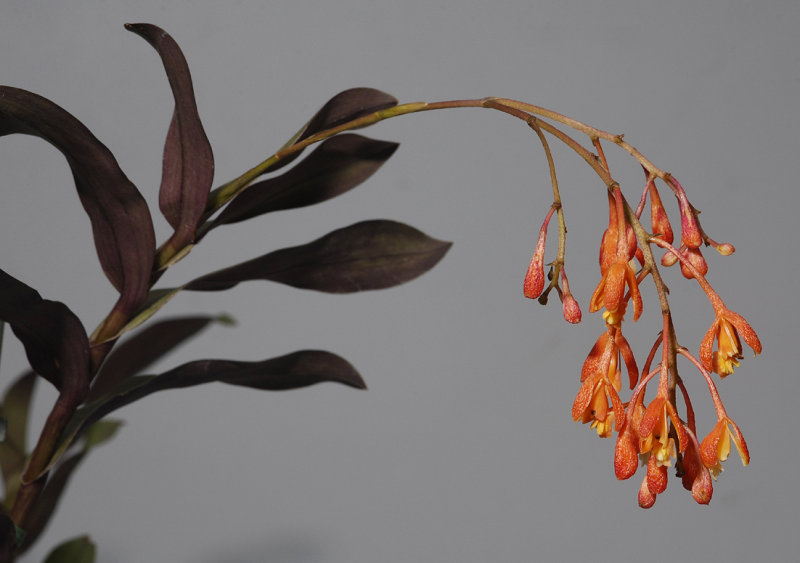 Epidendrum embreei.