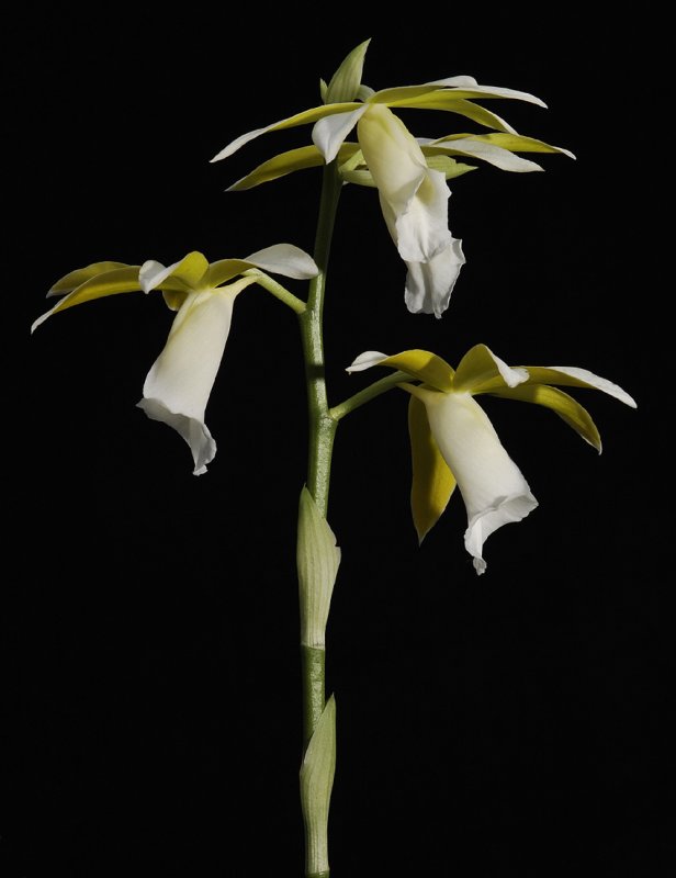 Phaius tankervilliae alba. (Plant courtesy of Jac. Wubben)