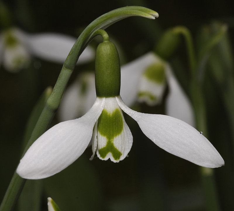 Galanthus elwesii var elwesii #2 Close-up.