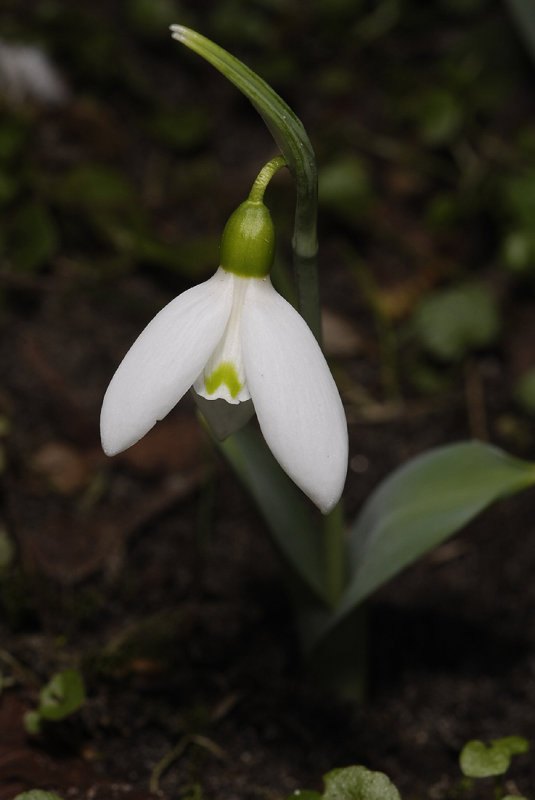 Galanthus elwesii var. monostictus.