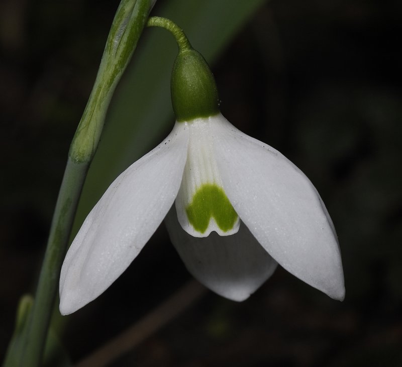 Galanthus elwesii var. monostictus #2. Close-up.