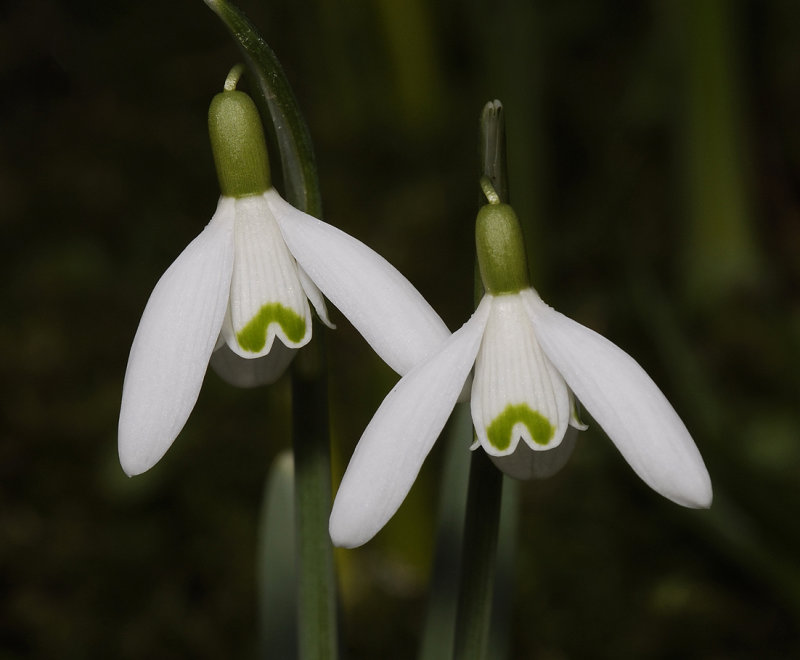 Galanthus nivalis. Close-up.