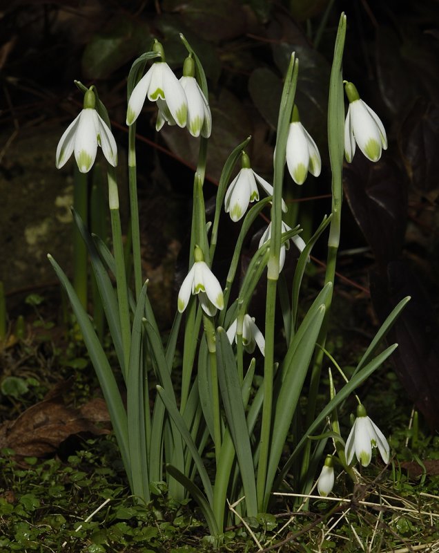 Galanthus nivalis Viridapice.