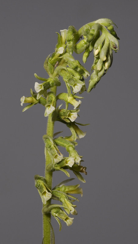 Cyclopogon spec. Spike.