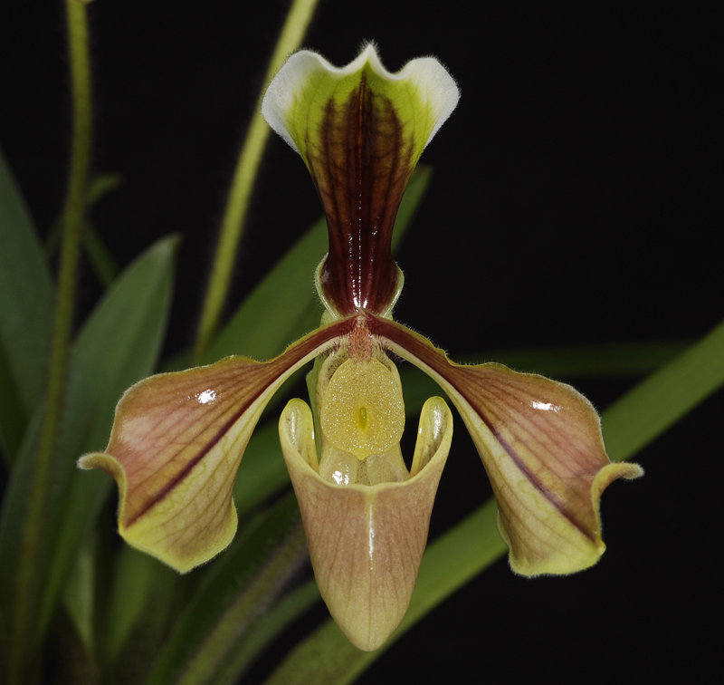 Paphiopedilum villosum. (Plant courtesy of Jac Wubben)