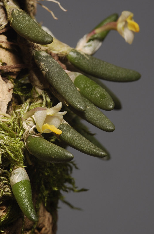 Dendrobium lichenastrum var. prenticei.