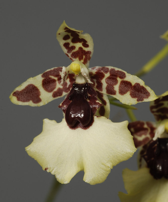 Oncidium dasystile.