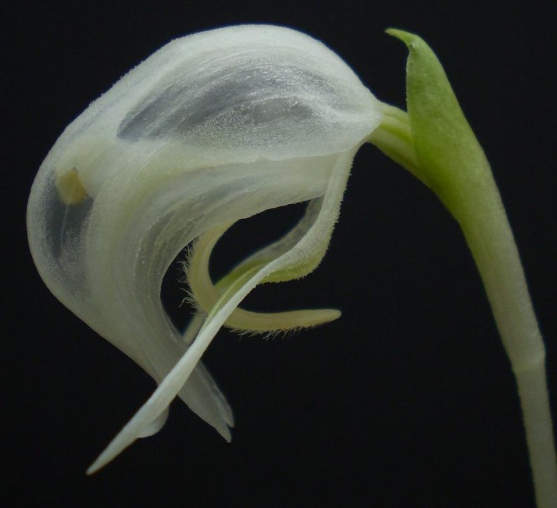 Pterostylis nutans forma alba. Close-up.