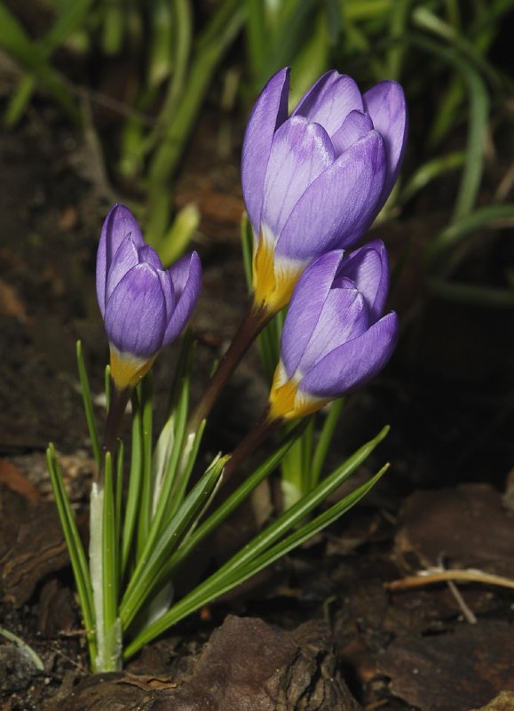 Crocus sieberi subsp. sublimis Tricolor.