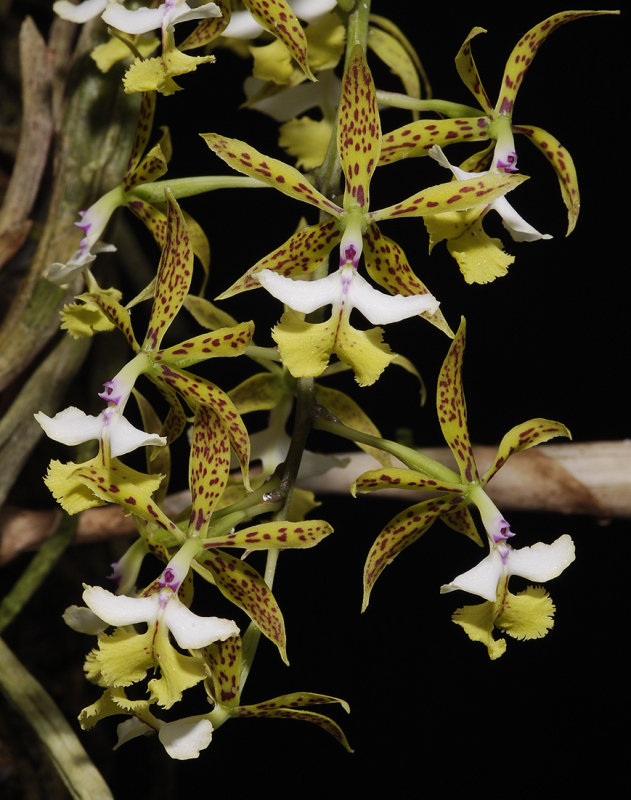 Epidendrum stamfordianum.