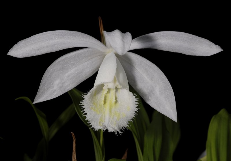 Pleione formosana forma alba.