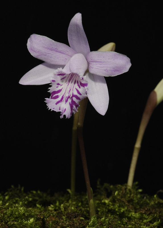 Pleione yunnanense.