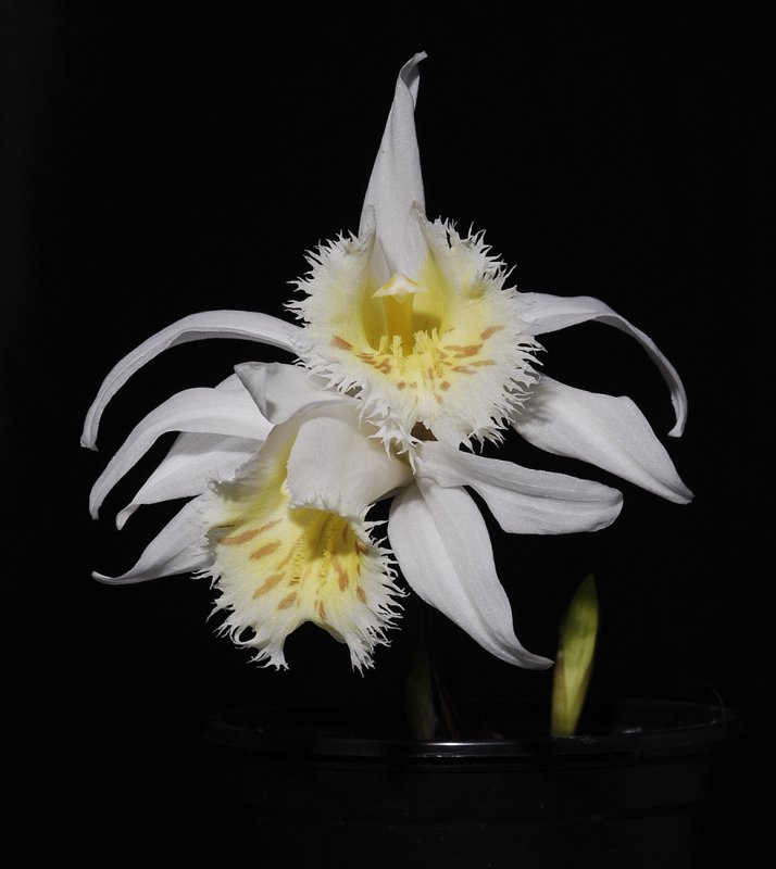 Pleione grandiflora.