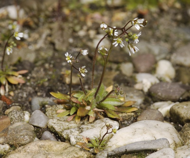 Erophila verna.