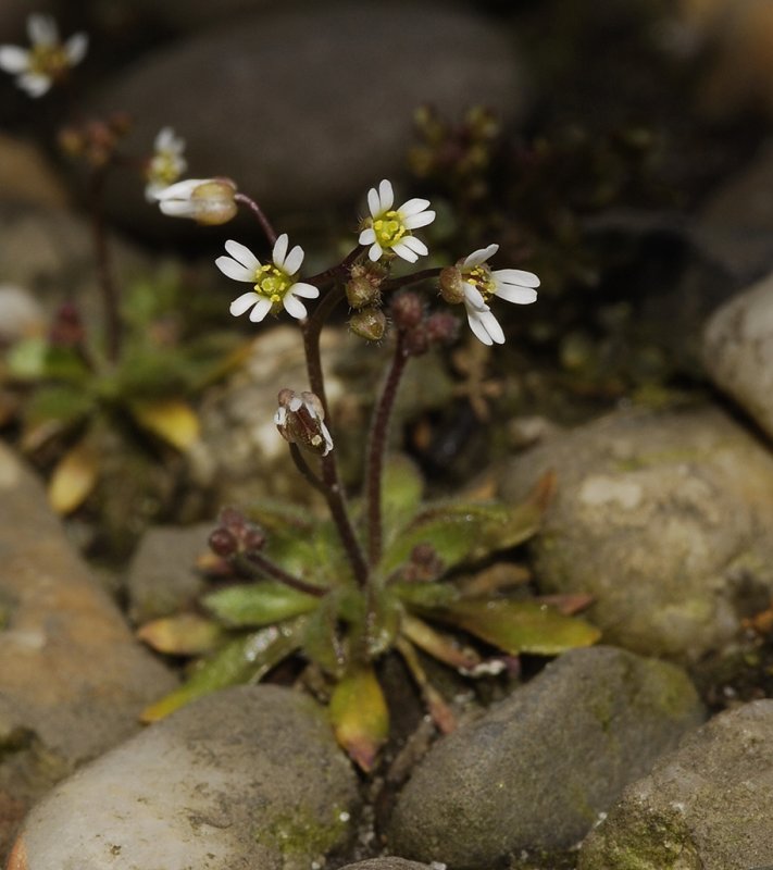 Erophila verna.