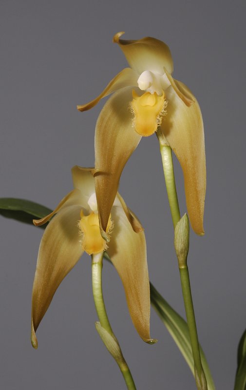 Ida fulvescens. (Plant courtesy of Jac. Wubben)
