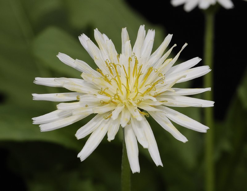 Taraxacum albidum.