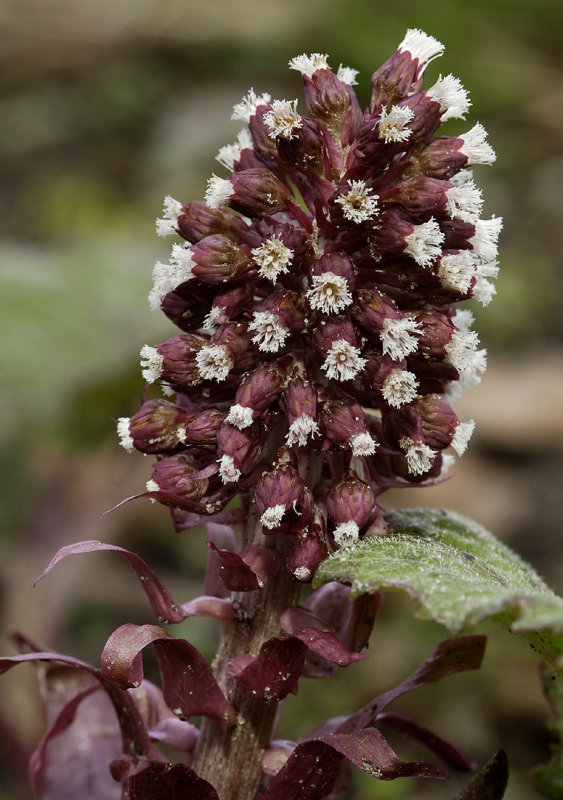 Petasites hybridus. Female infloresence.
