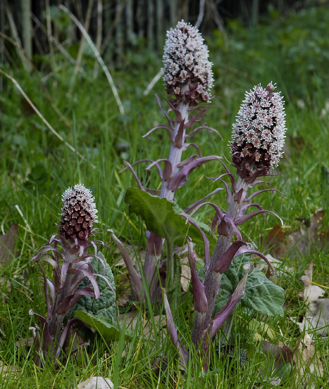 Petasites hybridus. Male plants.