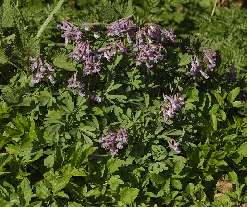 Corydalis solida.