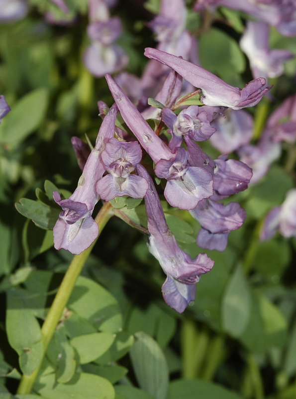 Corydalis solida. Close-up.