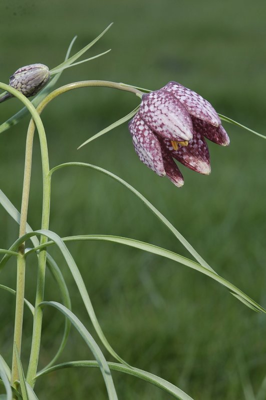 Fritillaria meleagris.