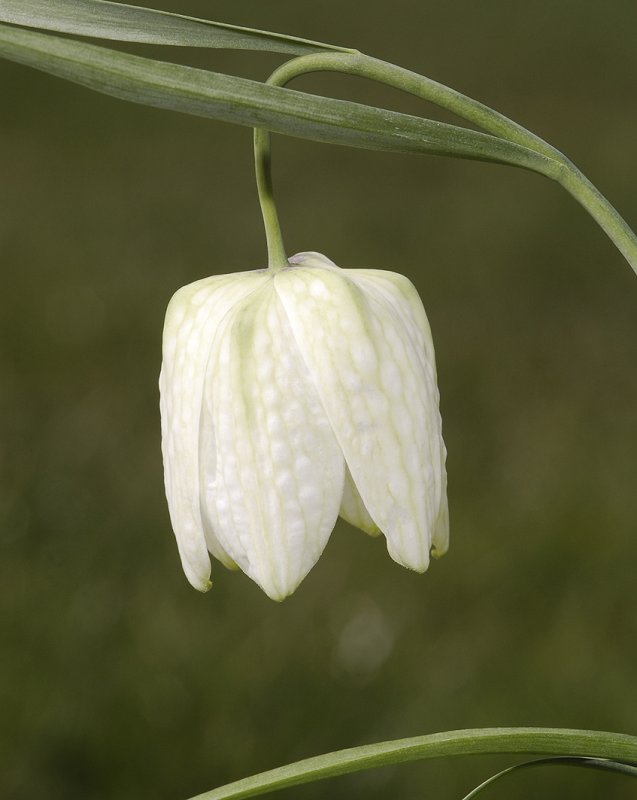 Fritillaria meleagris forma alba.