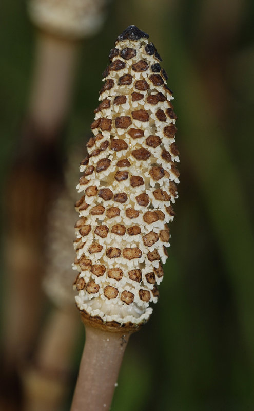 Equisetum arvense.Spore cone.