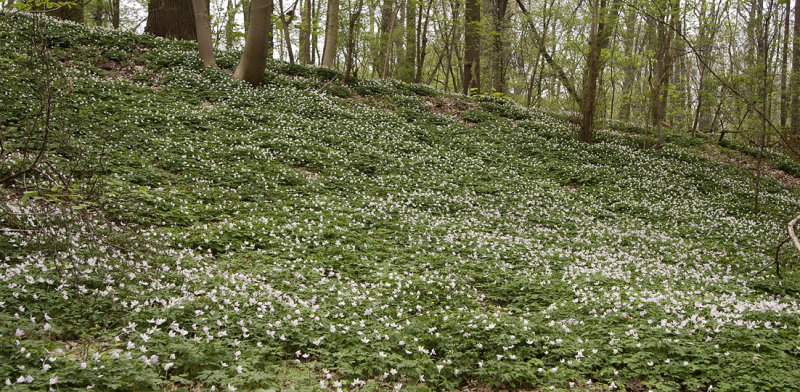 Anemone nemorosa. Covering the forest floor.
