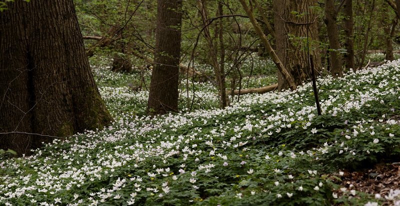 Anemone nemorosa. Covering the forest floor.