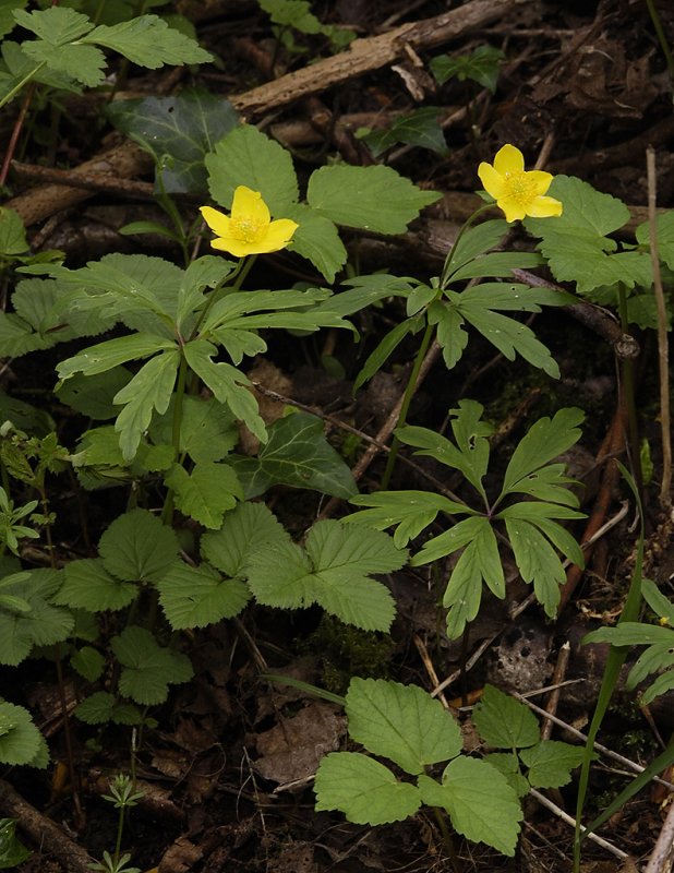 Anemone ranunculoides.