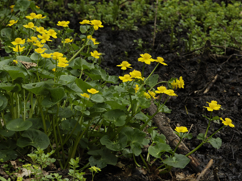 Caltha palustris.