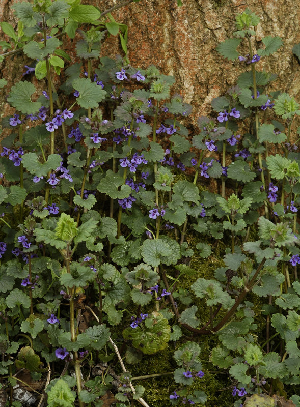 Glechoma hederacea.