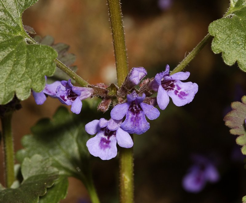 Glechoma hederacea. Close-up.