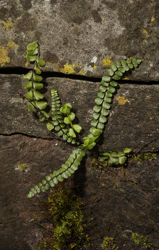 Asplenium trichomanes.