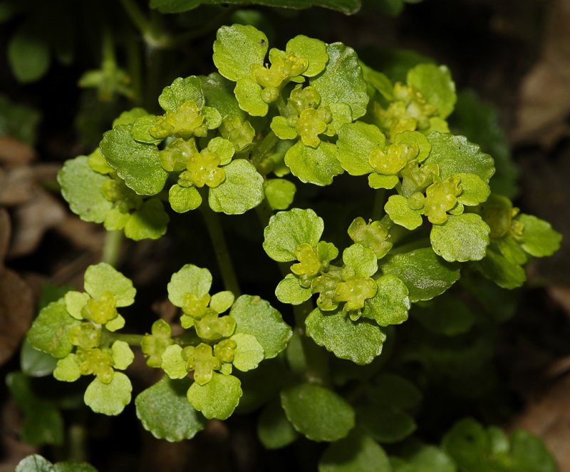 Chrysoplenium oppositifolium. Close-up.