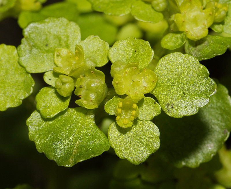 Chrysoplenium oppositifolium. Close-up.